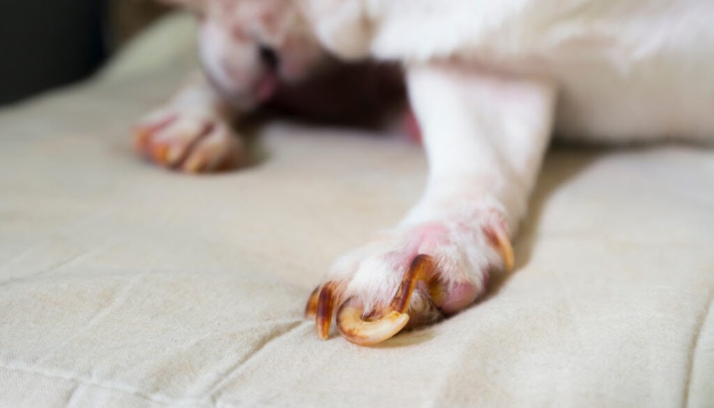 dog nail clipping problems and how to solve them