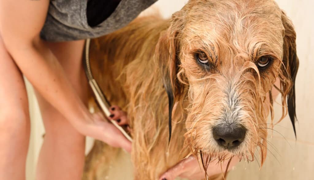 dog getting bath