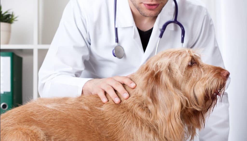 feel your dog's body for heat and hot spots to determine if your dog is running a fever
