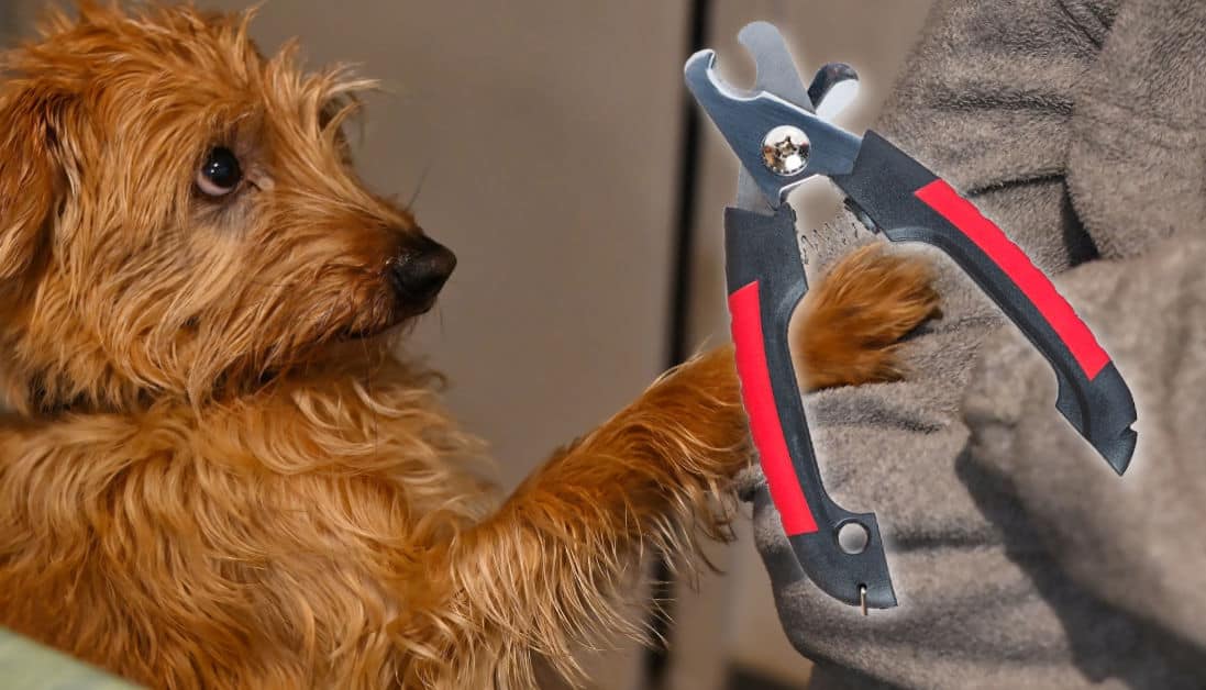 Why Is My Dog Limping After a Nail Trim? Possible Reasons