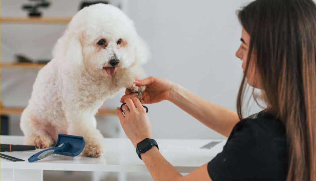 easy way to clip and trim your dogs nails