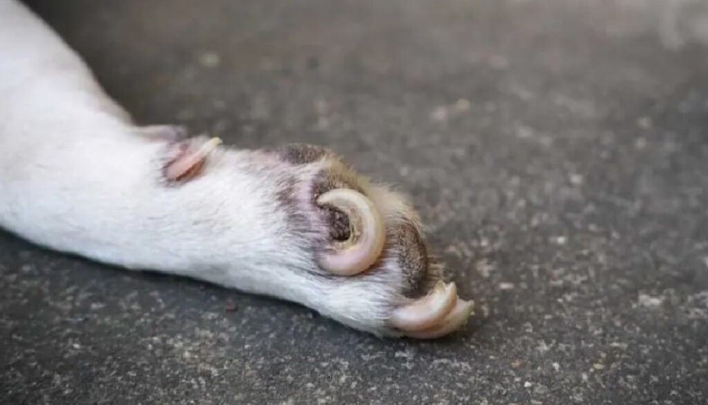 dog nail curled into paw pad