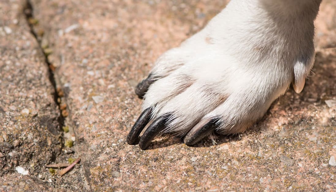 How To Fix Curled Dog Nails Cutting Curled Under Dog Toe Nails