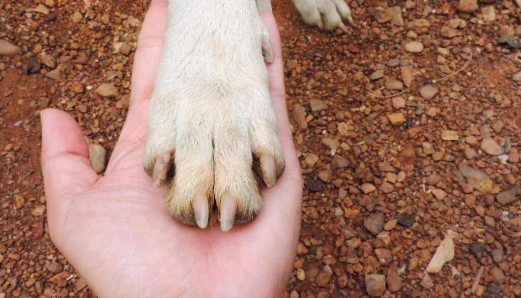 dog paw on hand