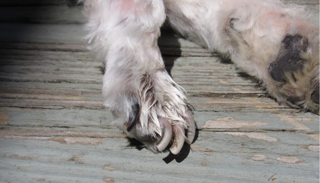 brittle nails in dogs