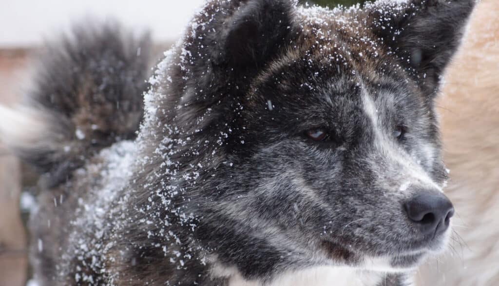 refresh your dogs coat but does it work
