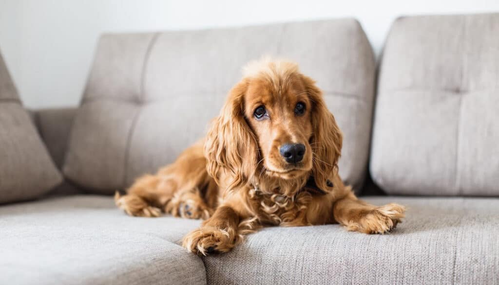 dog on a couch air spray febreze odor eliminator sprays vet