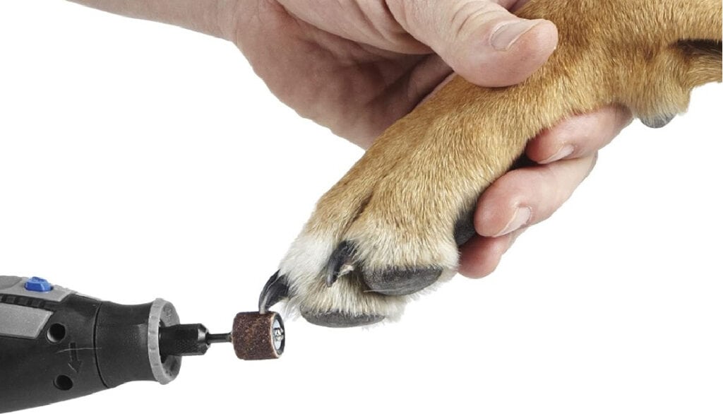 filing dog nails with a grinder dremel tool