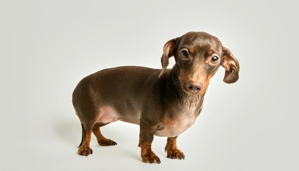 anxious brown and tan dachshund