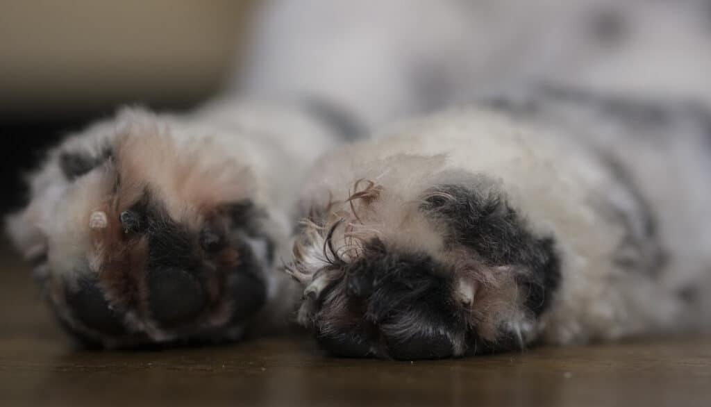 freshly trimmed dog nails