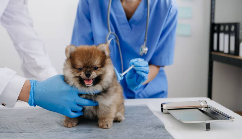 veterinarian administering medication to pomeranian puppy dog