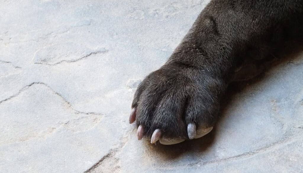 how to clip black puppy toenails