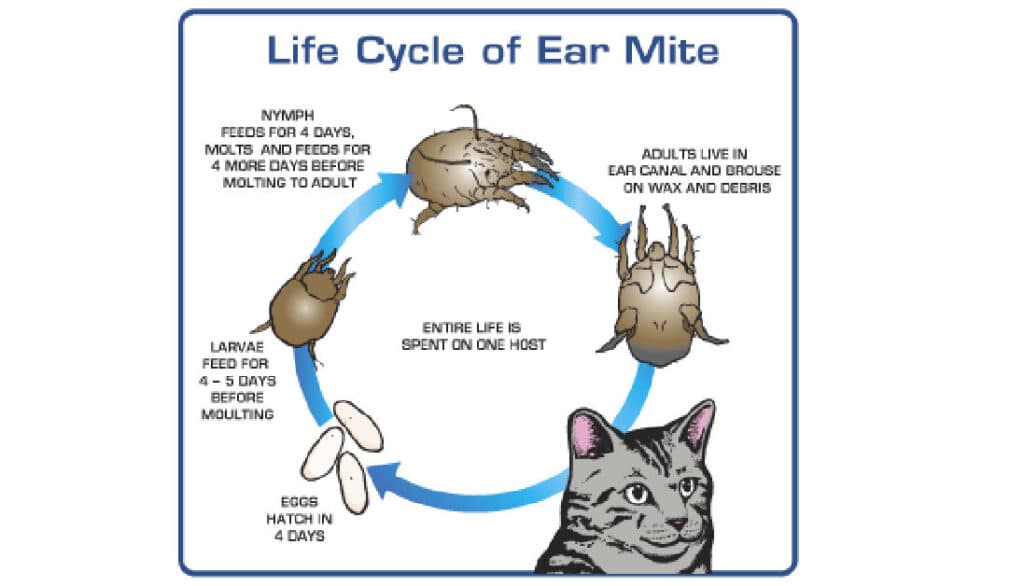symptoms of ear mites in dogs