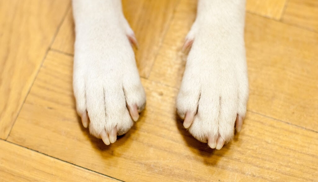 dog nail length
