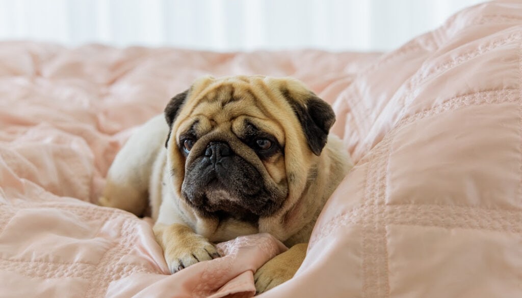 pug laying in bed