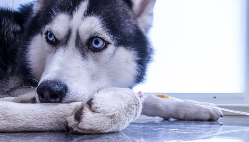 paw hurts after nail clipping trim
