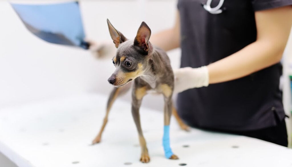 cleaning a wound on a dog in a vet clinic
