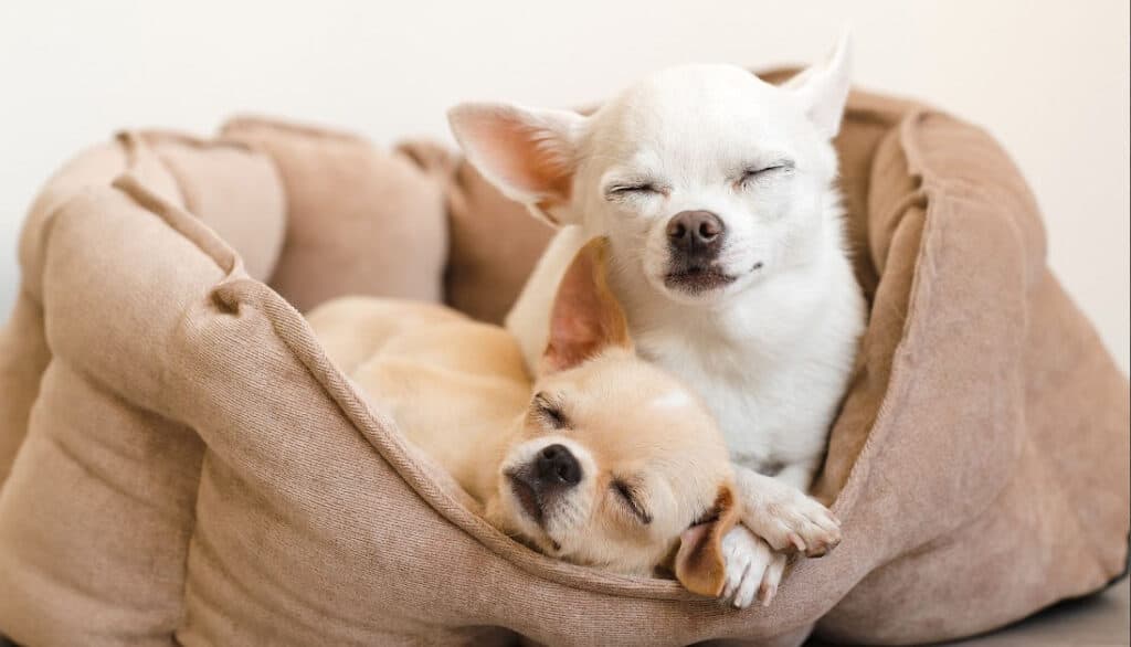 two dogs taking a nap to be healthy