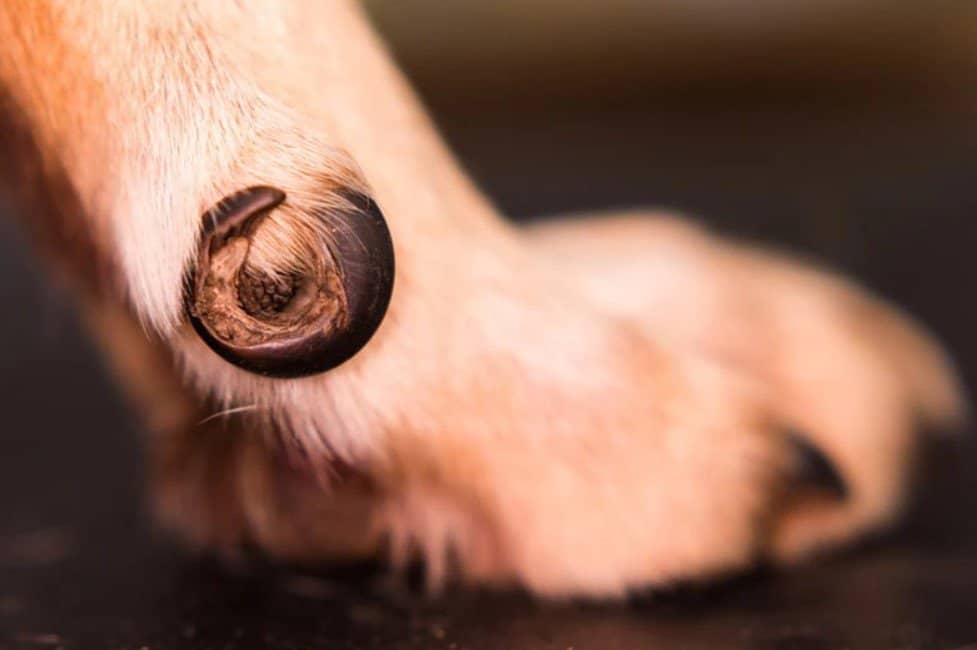 ingrown dog toenail