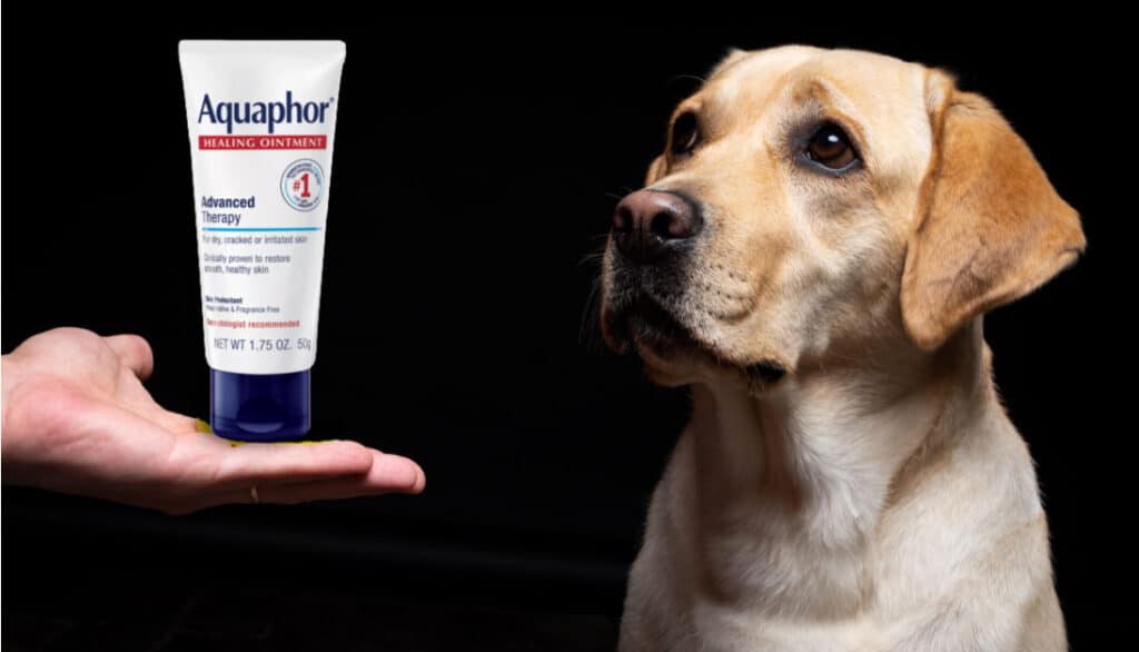 Is Aquaphor Safe for Dogs? Navigating the Terrain of Pet Skin Care