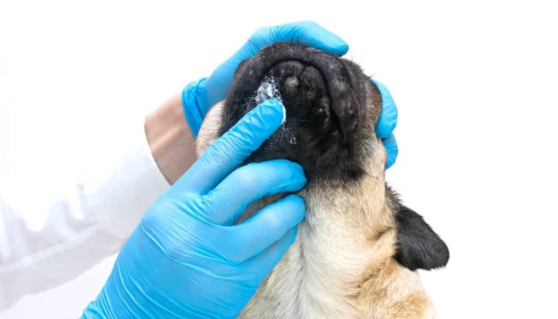 Mupirocin Topical Ointment for Dogs- Vet Gives OTC Alternatives