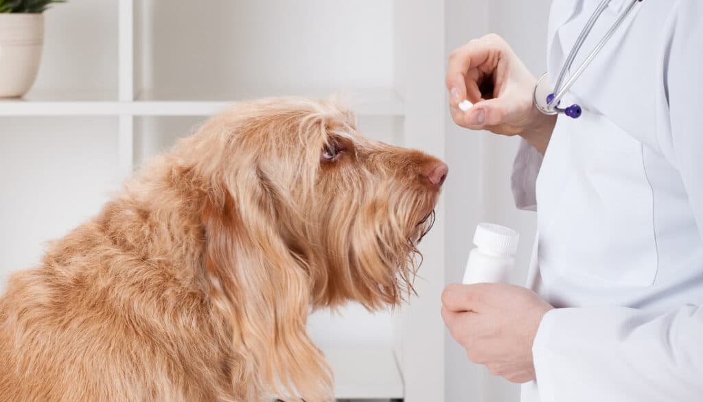 vet giving pill to dog