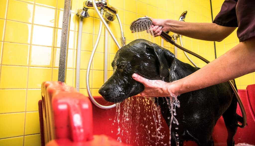 dog spa day grooming day bath
