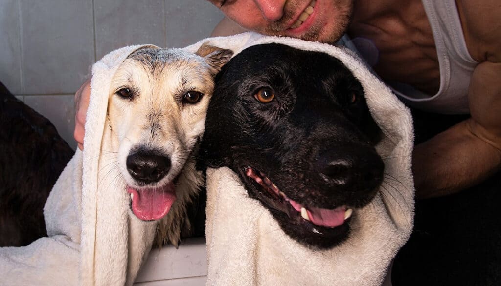 two dogs getting a bath