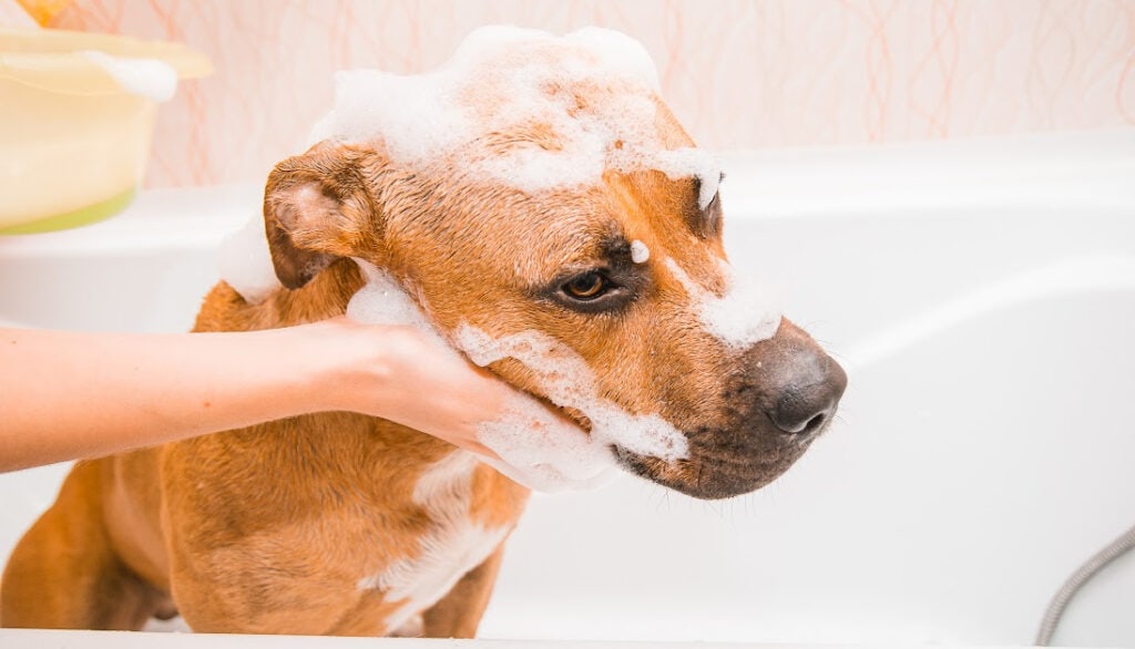 dog shampoo