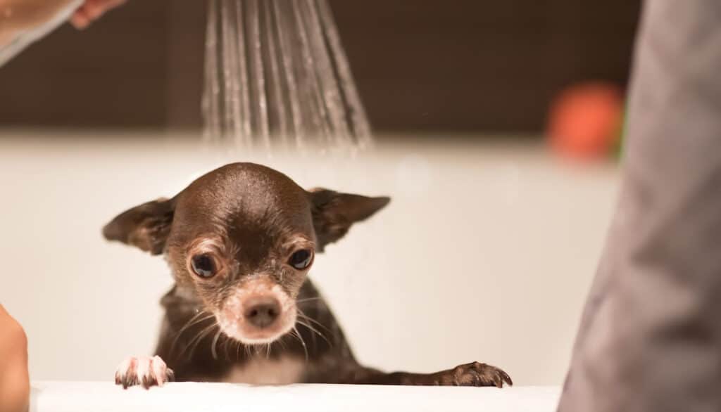 dog getting bath with dandruff shampoo