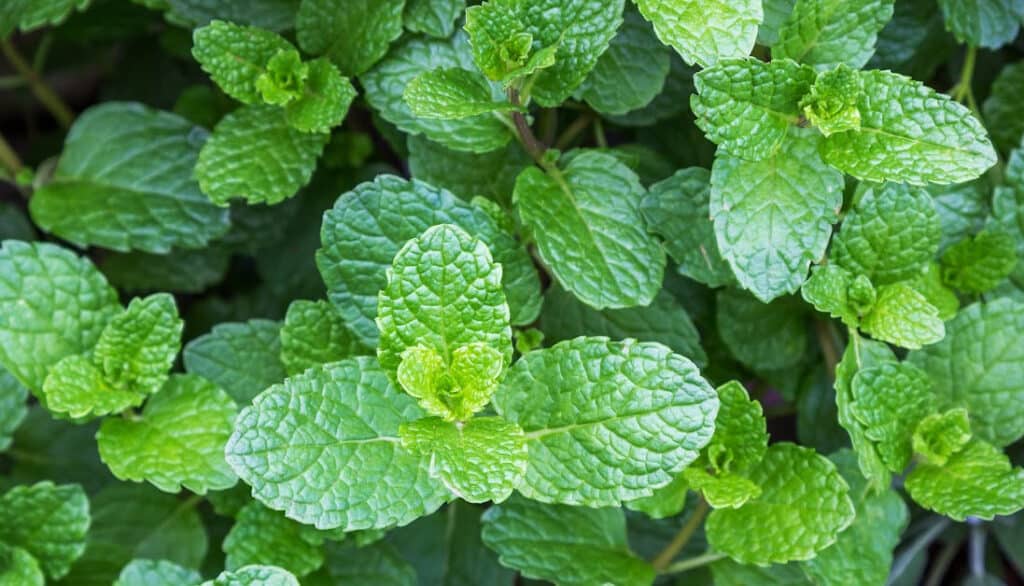 mint and coconut oil and parsley for dog breath