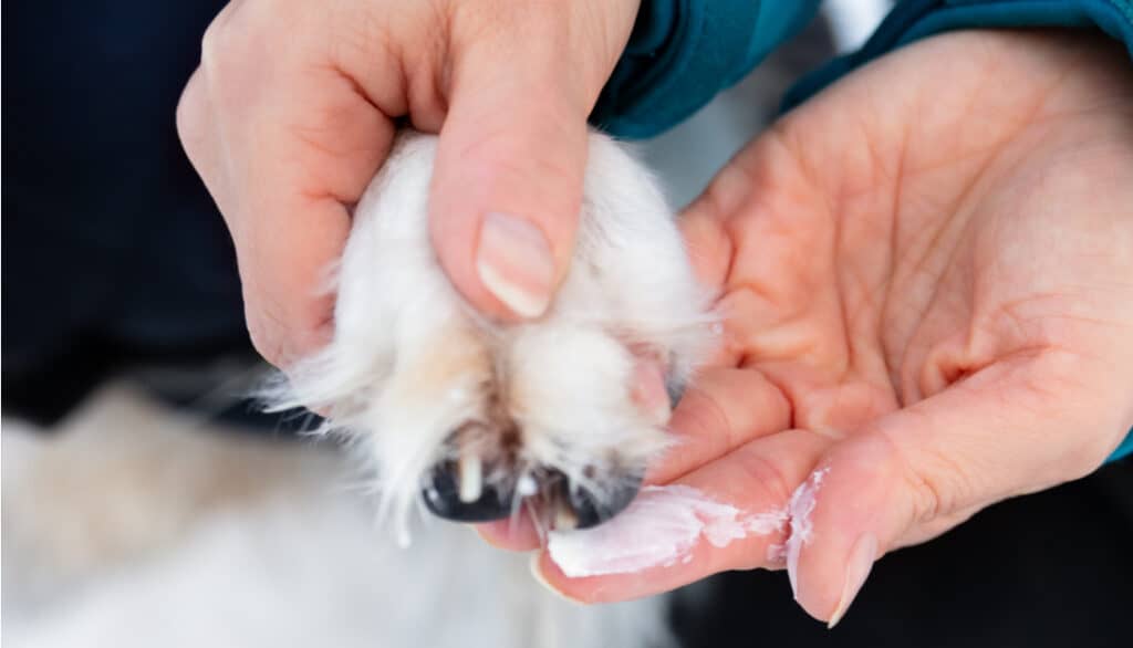 mupirocin ointment on dog paw