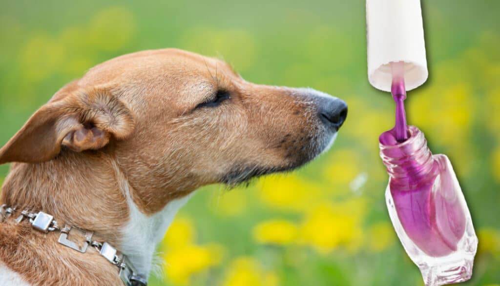 nail polish safety with dogs
