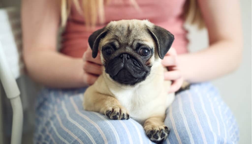 popular pug names