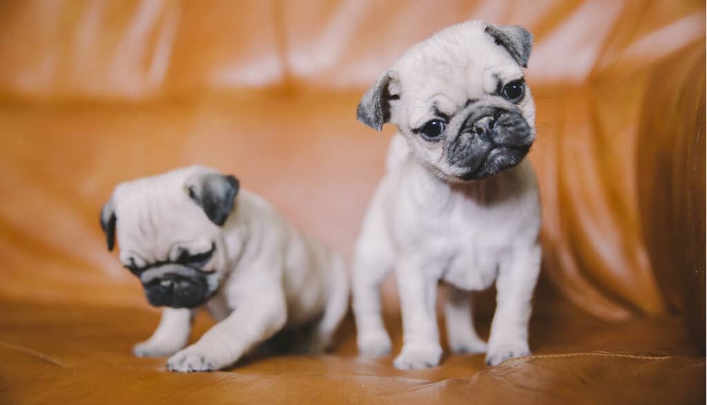 two cute pug puppies
