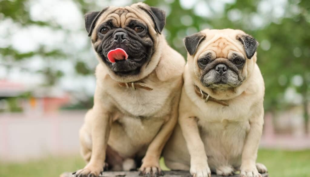 two cute pugs