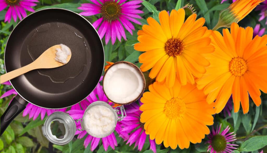 echinacea, calendula, and coconut oil