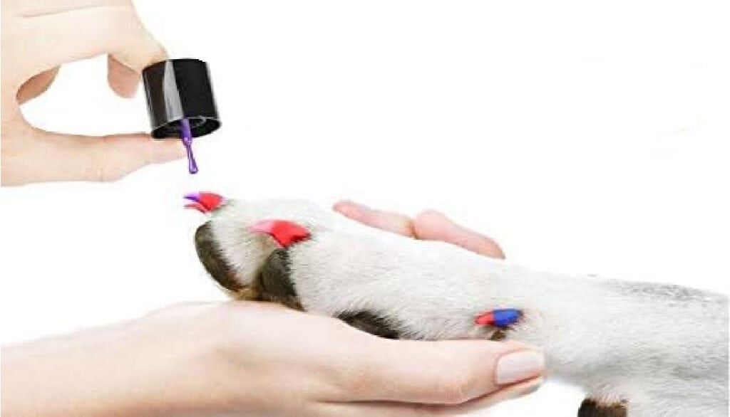 pet-friendly nail polish
