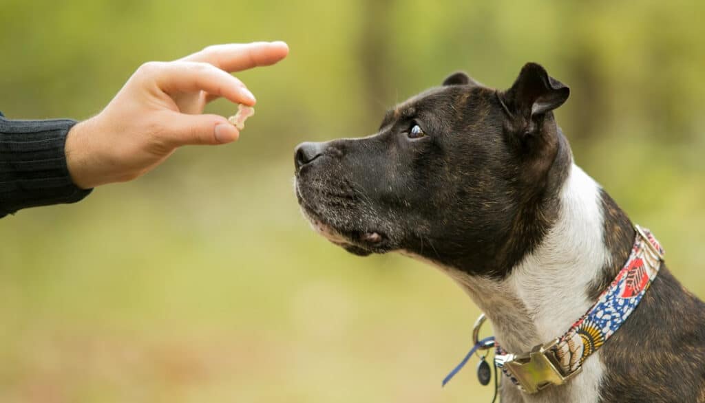 probiotics for dogs