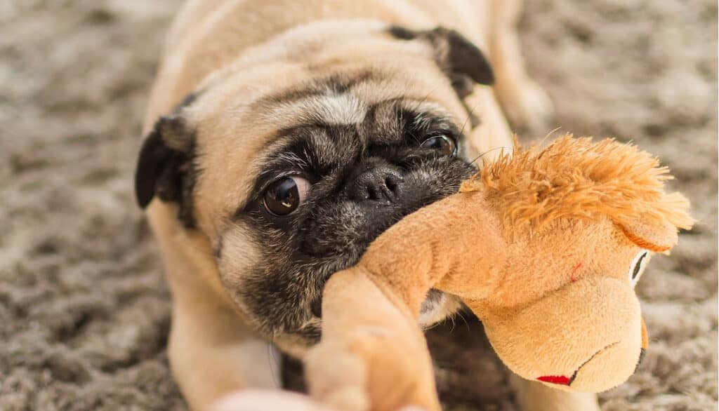 food inspired names for pugs