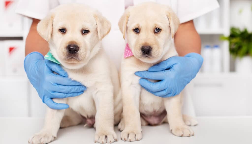 two puppies at a vet checkup
