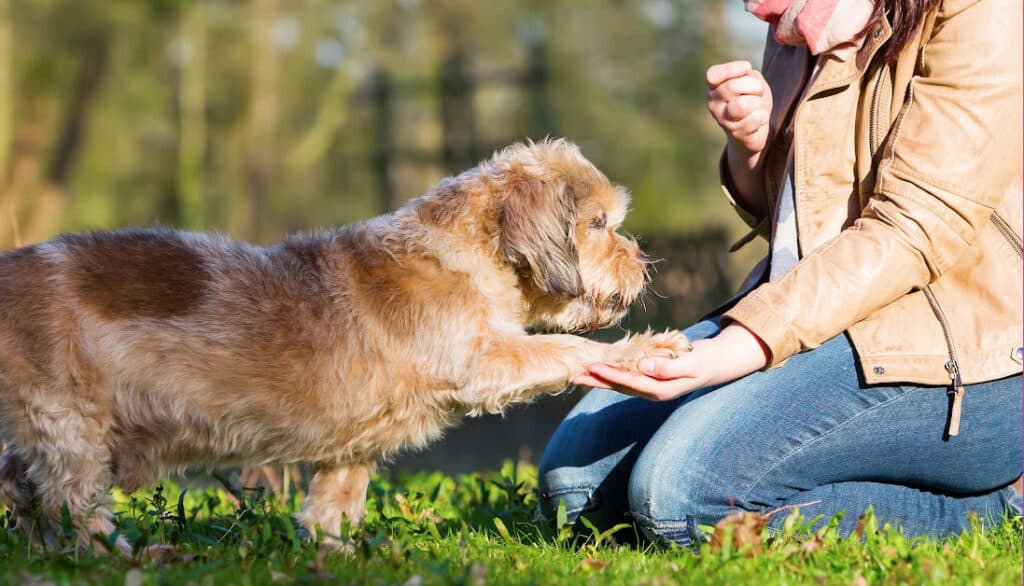 what to do when your dog freaks out during nail trims