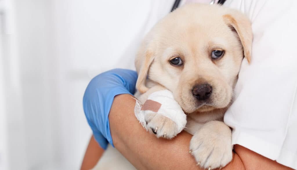 bandaging hurt paw at the vet clinic
