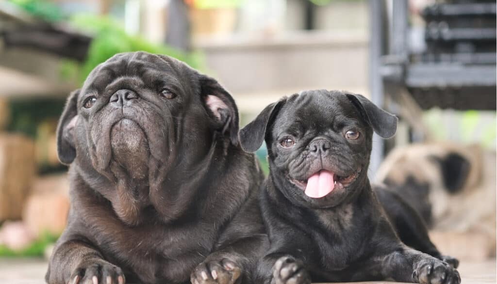 two black pugs