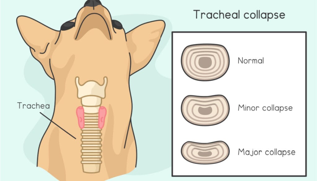 tracheal collapse in dogs