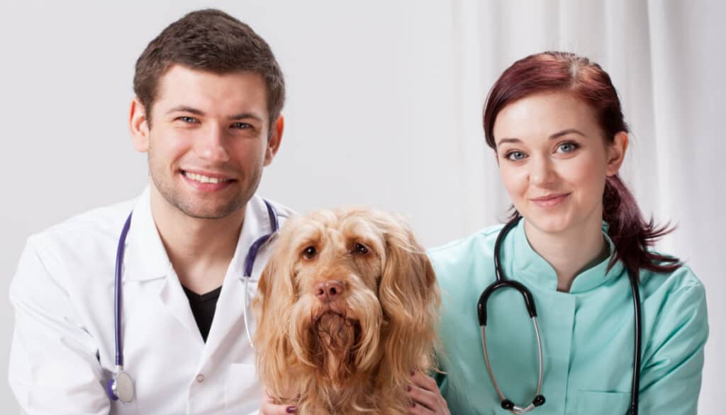 when to take your dog to the vet
