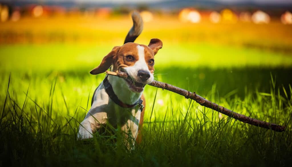 holistic remedies for allergies in dogs