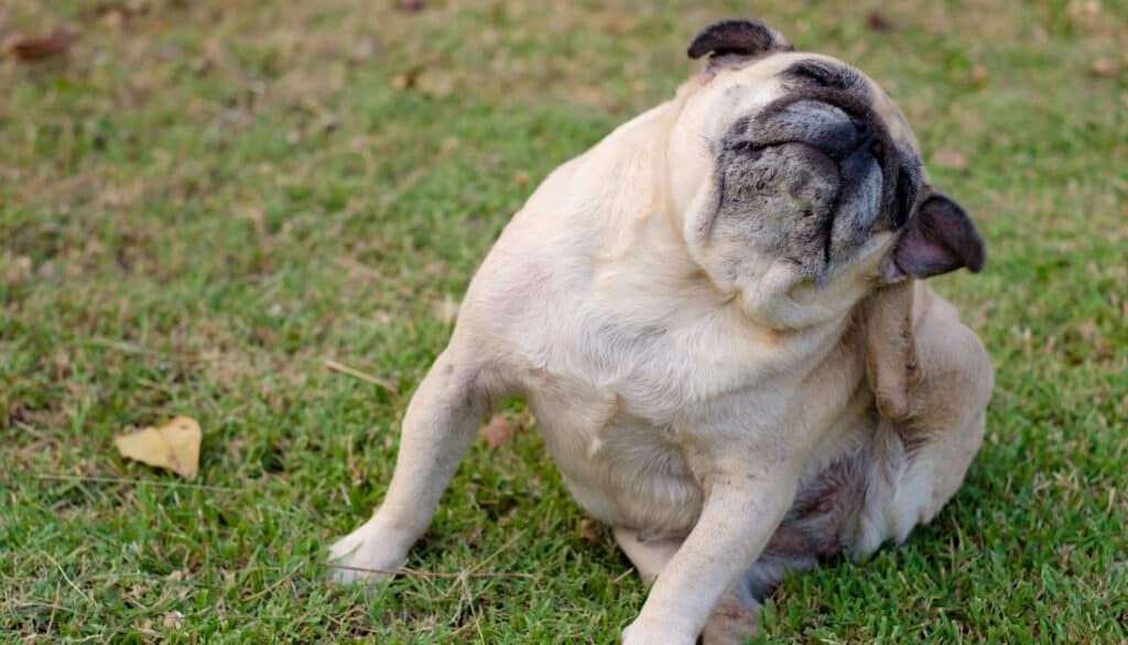 pug scratching behind its ears