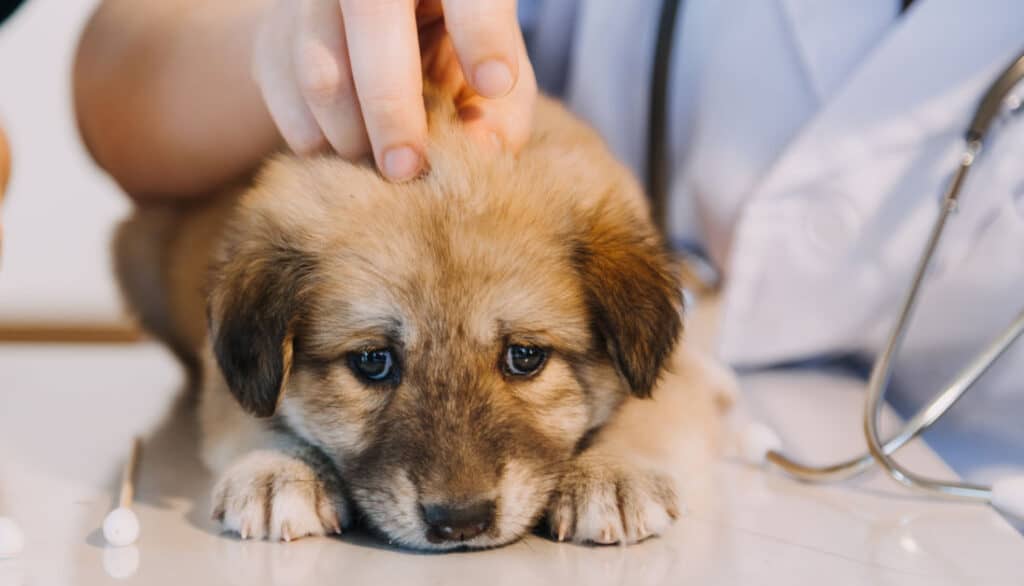 get your dog used to acclimated to the nail clippers