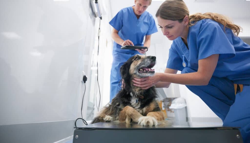 dog getting checked out by a vet